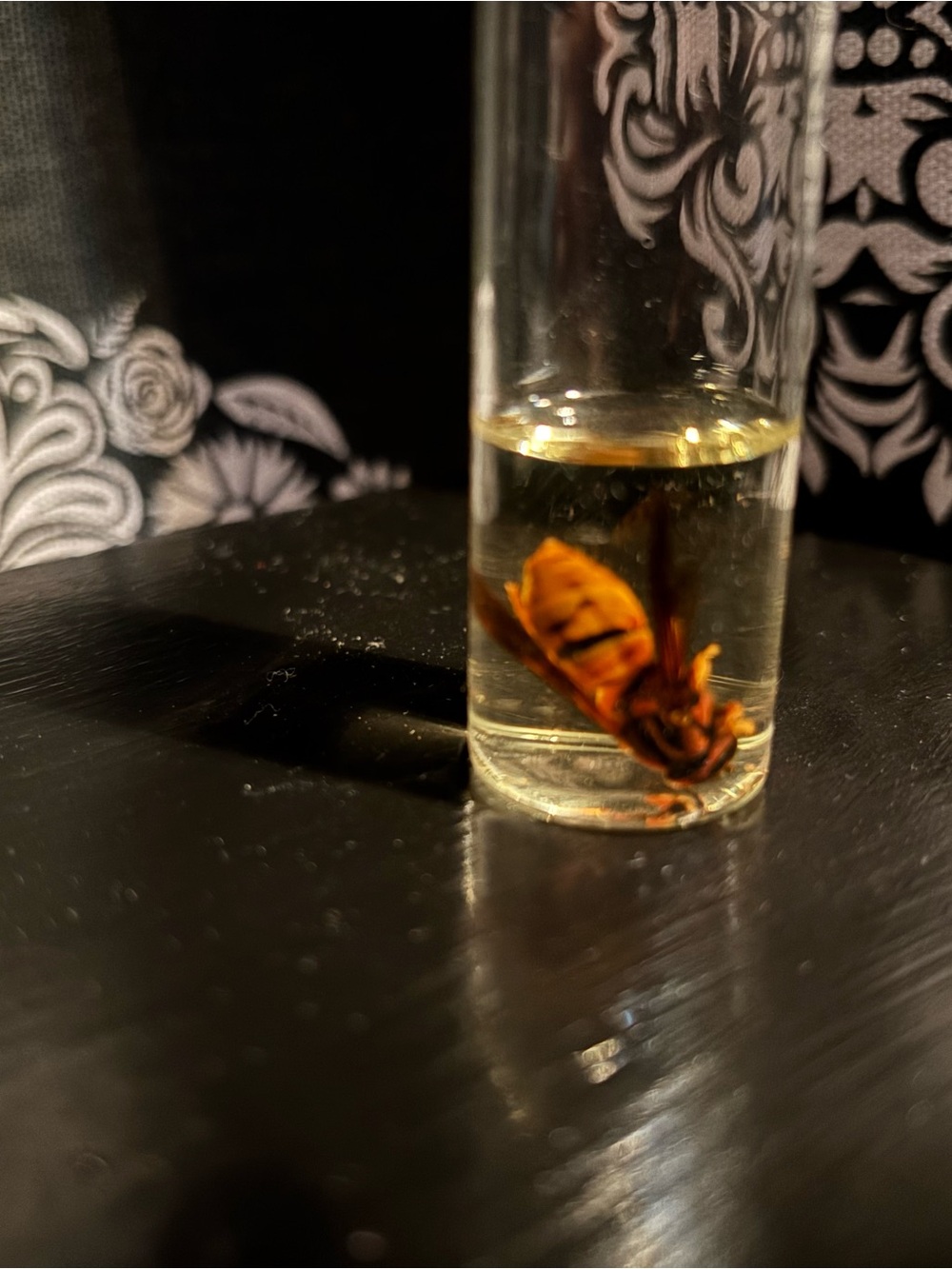 Hornet Wasp Wet Specimen Oddity Witchcraft Craft Supply